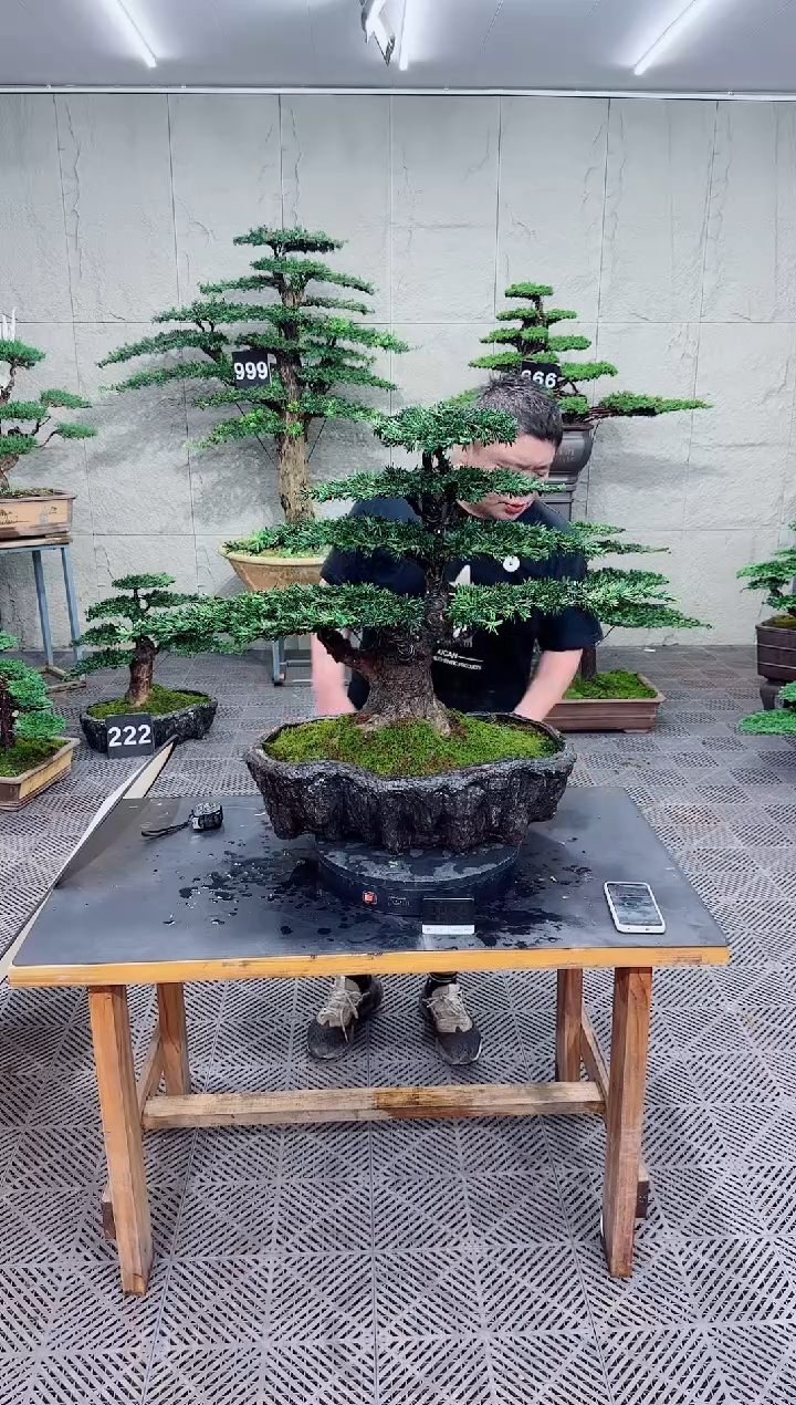 无花朵盆景罗汉松