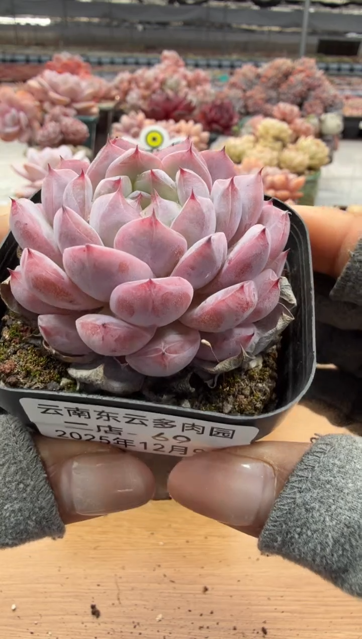 东云多肉园二店-69