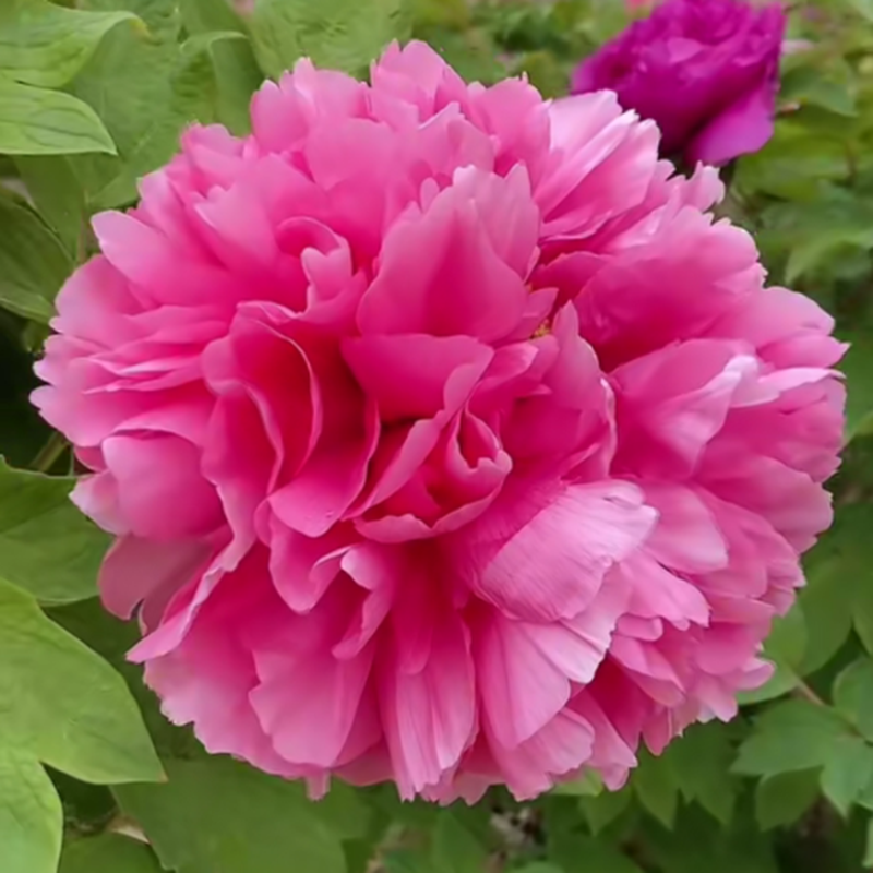 【春红娇艳】粉色系洛阳基地直发