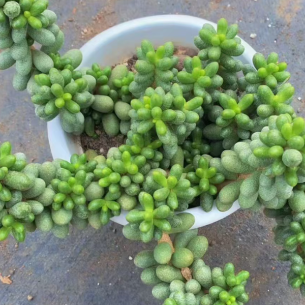 绿龟卵 精品多肉植物 新手好栽 好养 云南昆明发货
