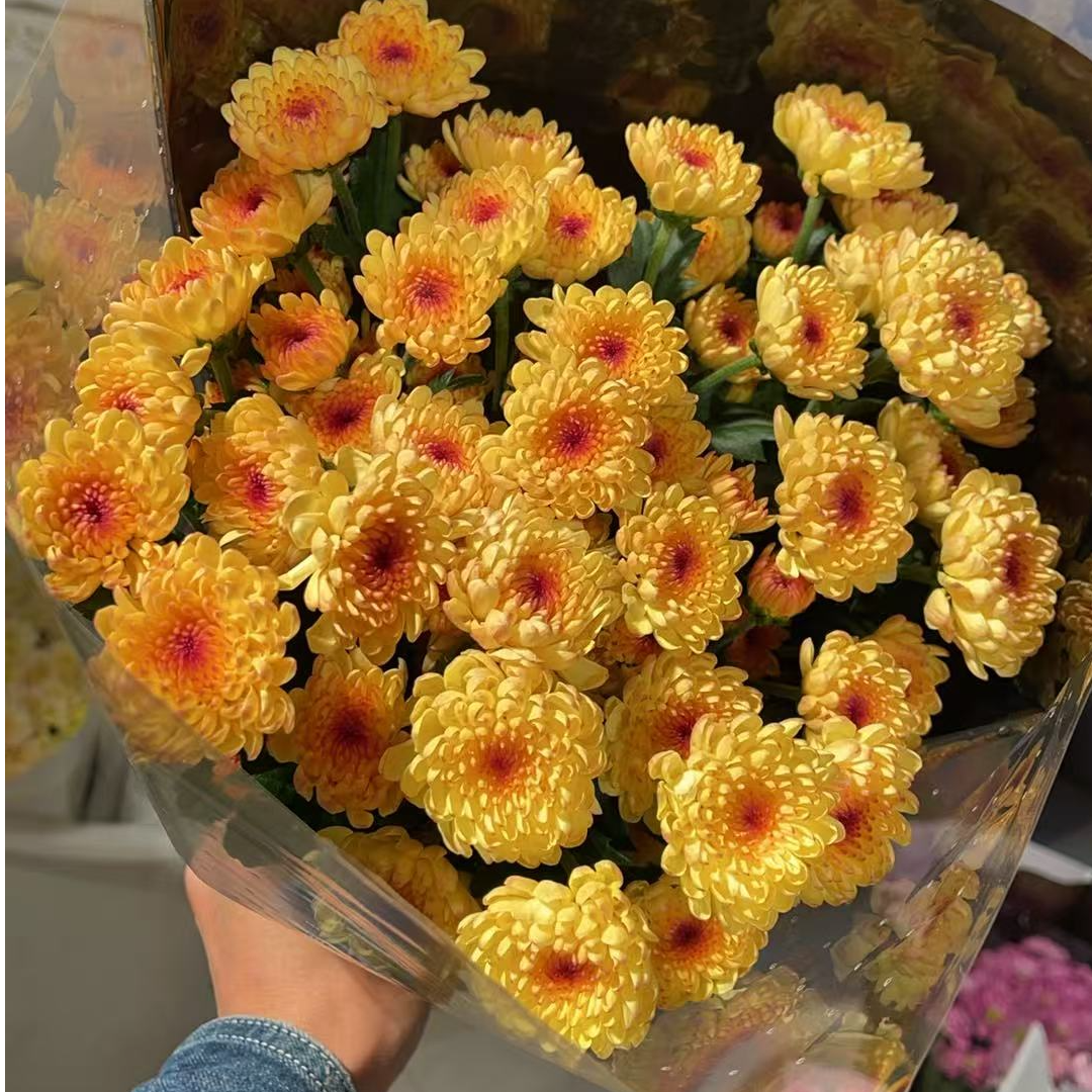 宝莲灯（橙黄） 小雏菊全店任意N单一个运费