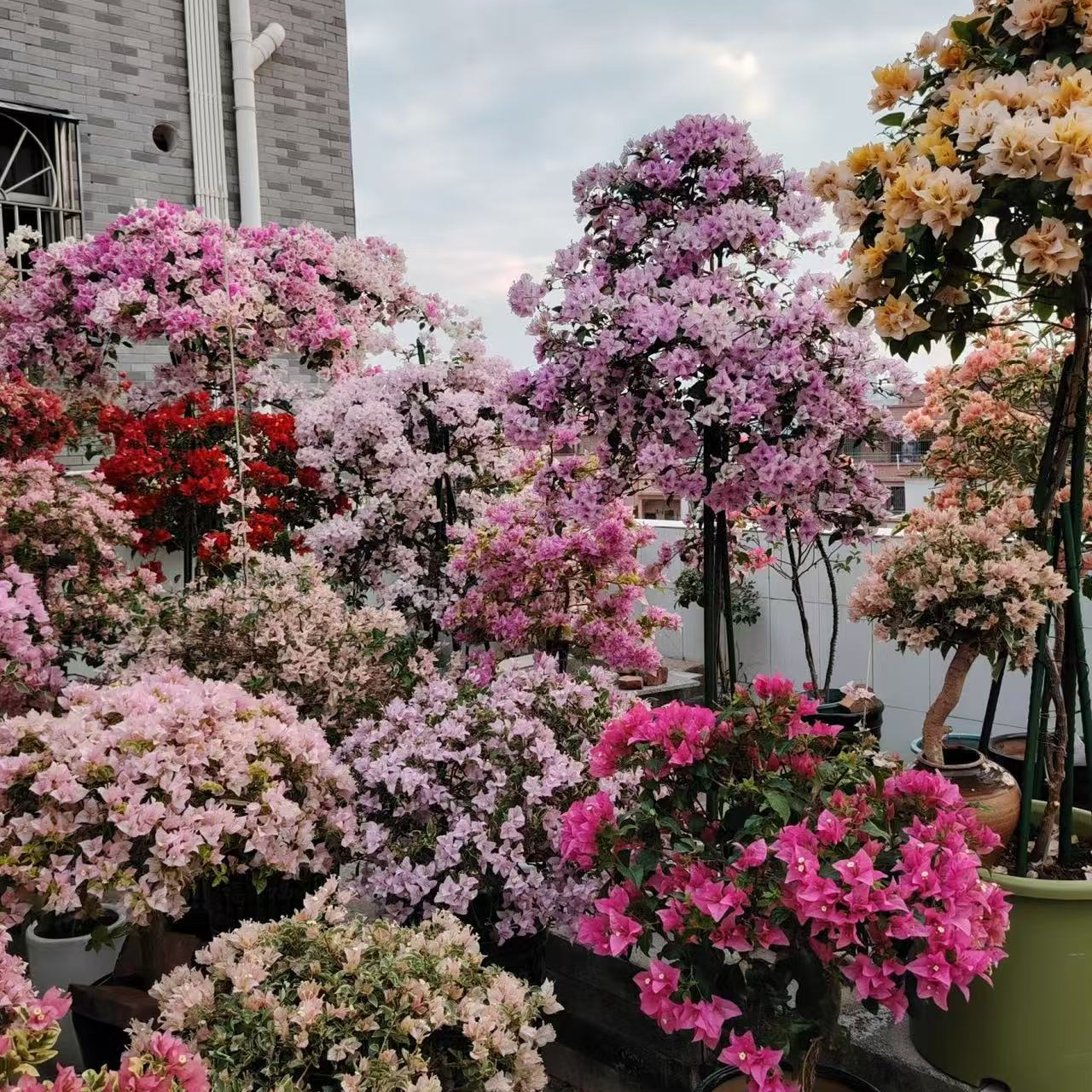 精品三角梅带陶瓷盆一物一拍阳台四季勤花品种渐变色新手桌面绿植