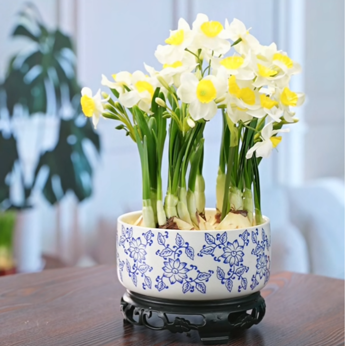 【带盆发货】漳州水仙花种球水培正宗高档特级年宵花直播间现场卖货