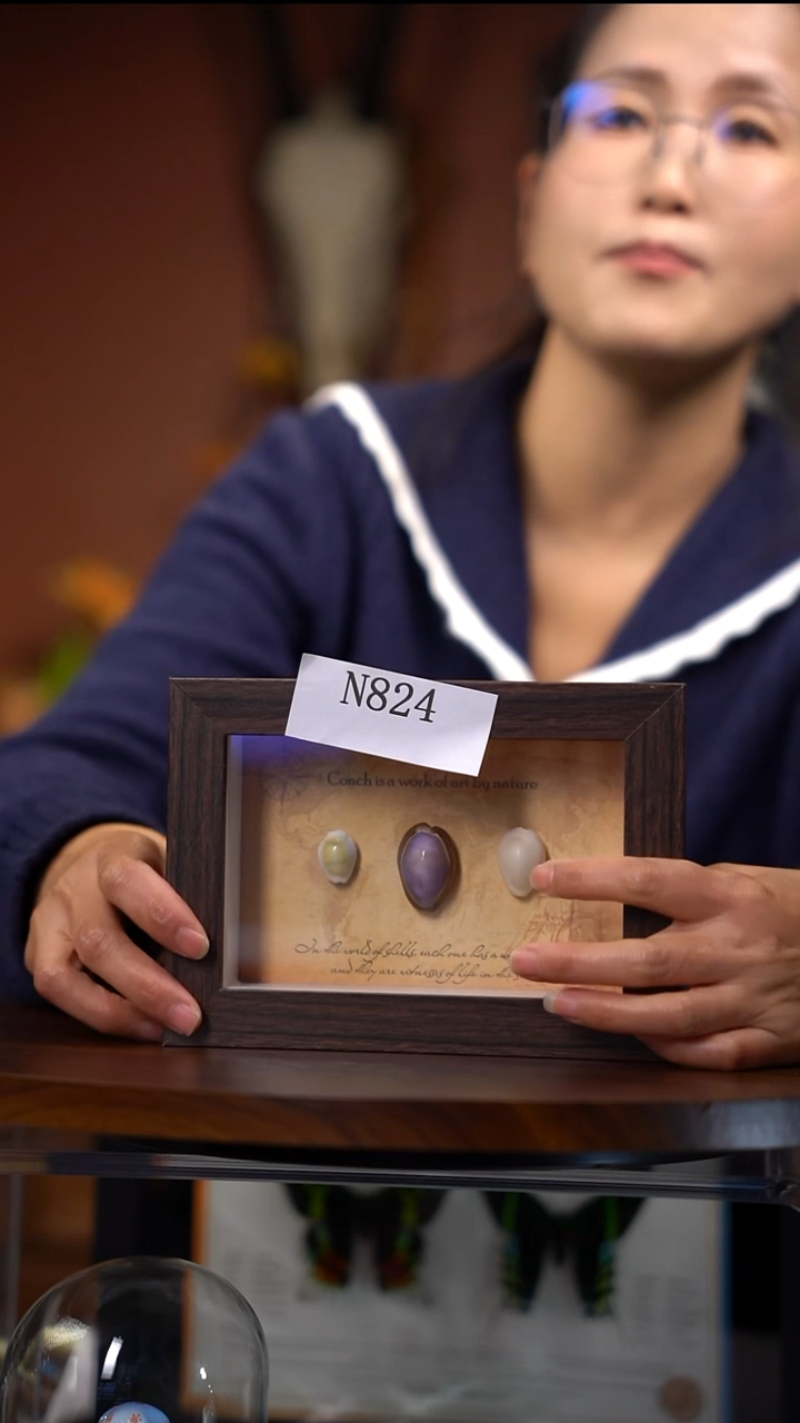 N824三宝螺横版标本