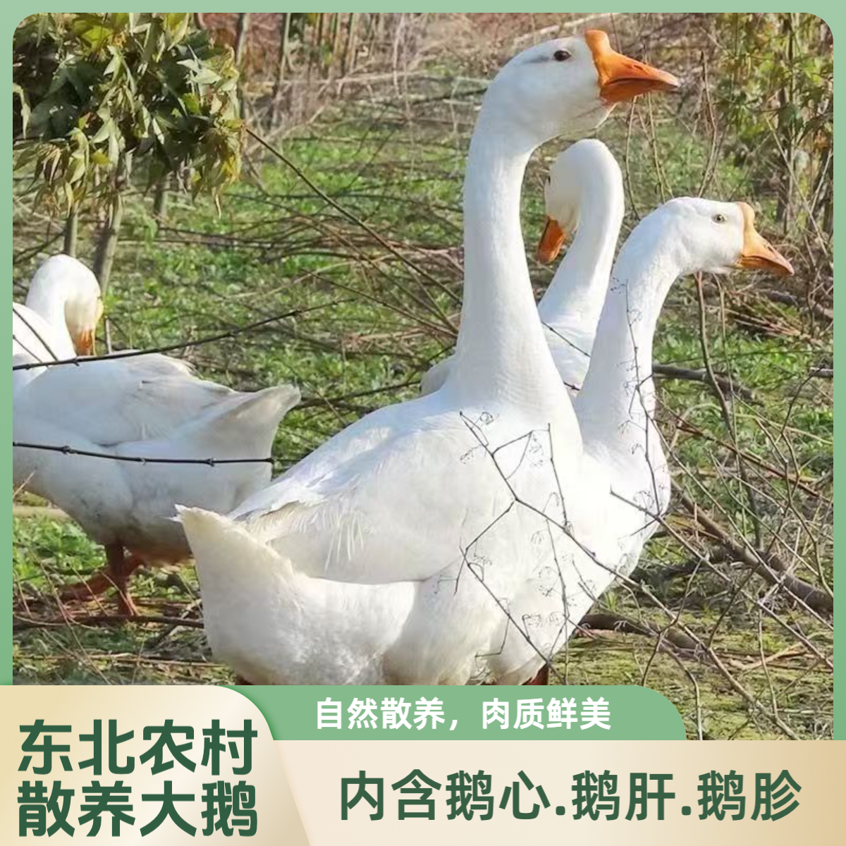 【划拉哥专属】东北农村散养大鹅保留鹅心鹅肝鹅胗现宰现发顺丰包邮