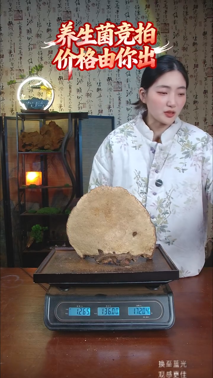 红缘拟层孔菌中国大陆【藏区野生】红缘树舌（2.53斤）30-40年份