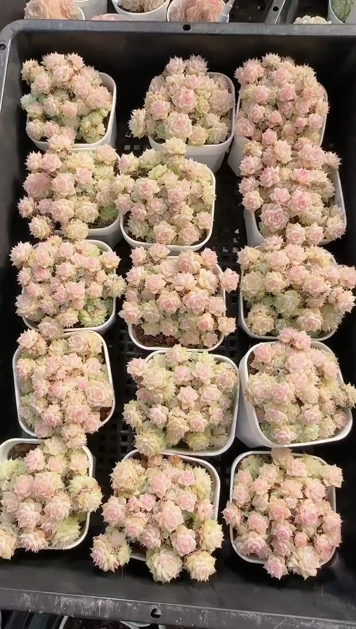 1219-19多肉量拍任意发一颗群生不包整