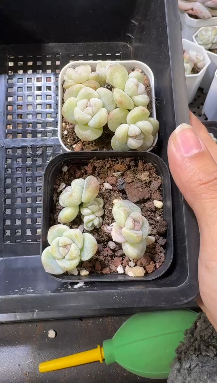 【闪购商品】46号到手一筐江北多肉