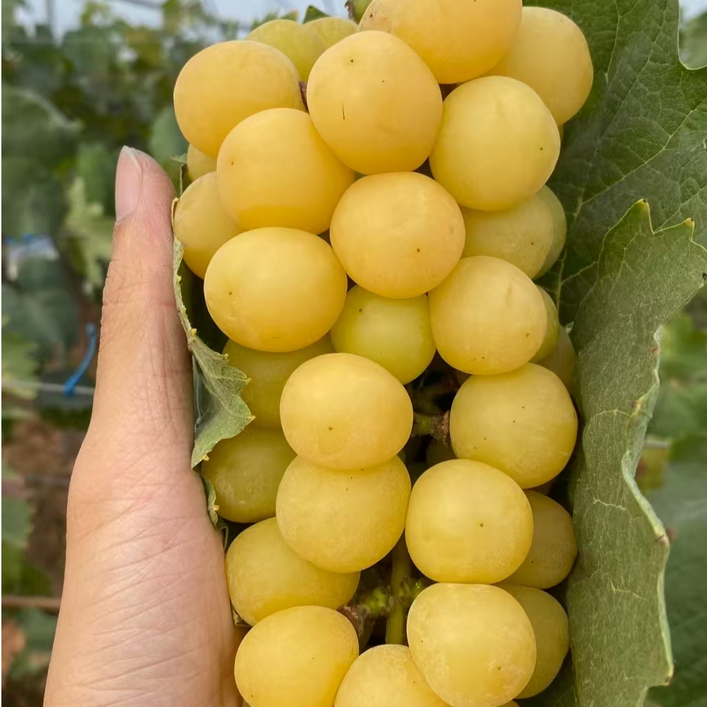 顺丰冷链 阳光玫瑰晴王 冰糖心 爆甜多汁阳光玫瑰阳光玫瑰阳光玫瑰江苏省