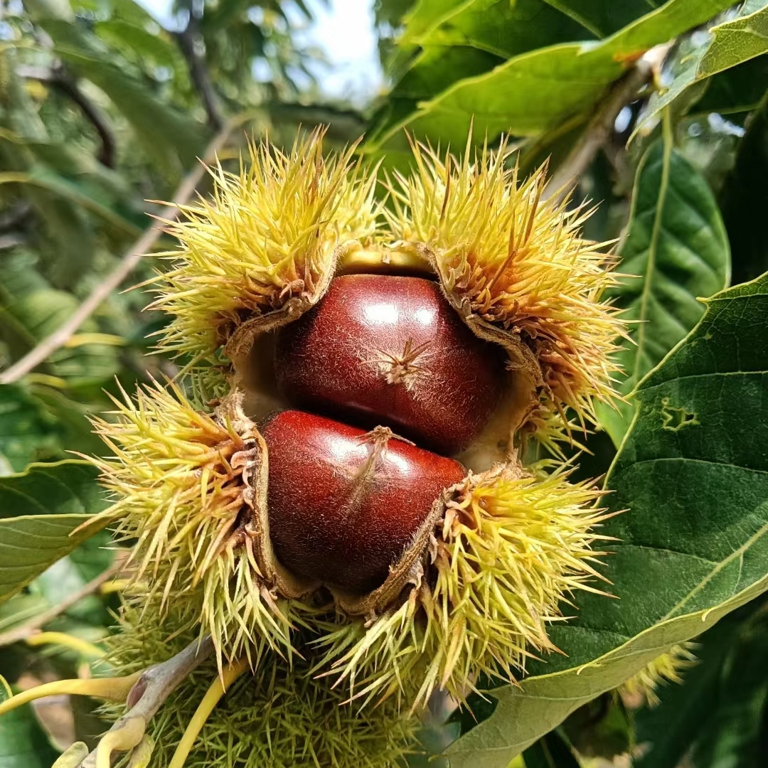 嫁接板栗树苗大红袍板栗水果苗南方北方地栽种植结果易打理