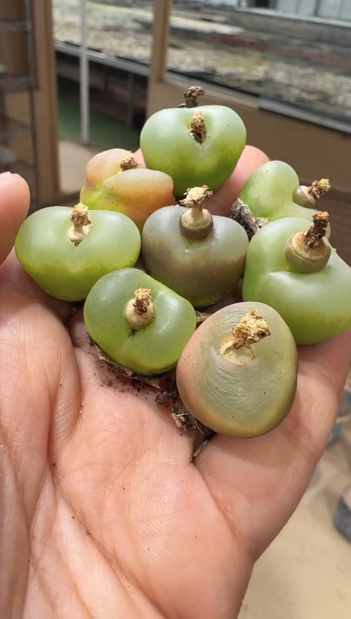 9多肉植物肉锥蟠桃一颗
