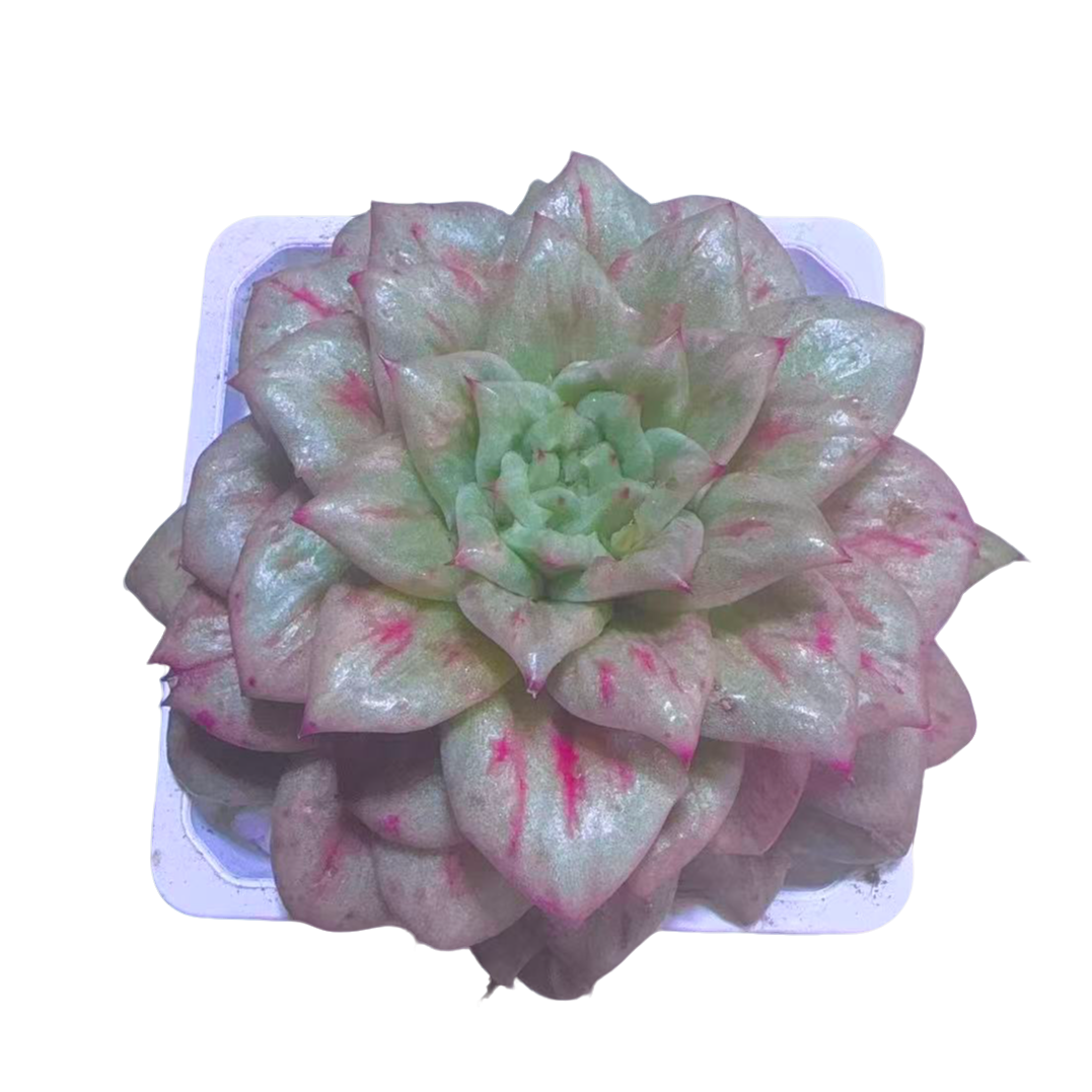 凸起玛丽亚多肉  新手好养 满9.9包邮直播间为标准发货精选精养