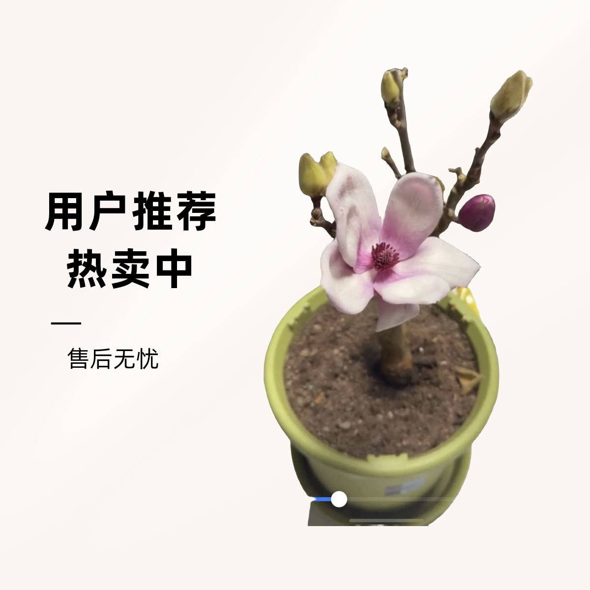浓香型矮化玉兰花树苗带花苞适合南北方阳台庭院种植
