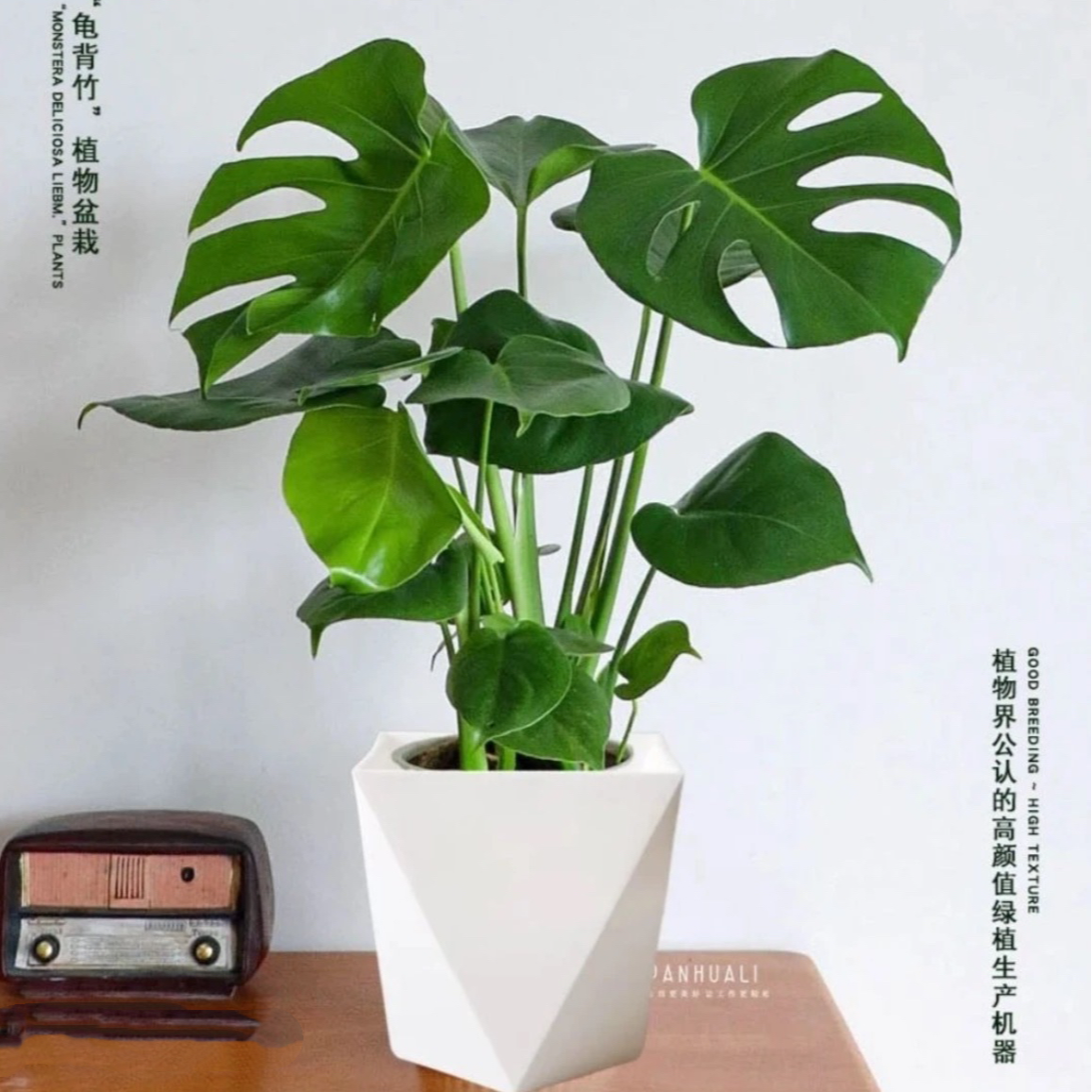 带盆发货【龟背竹50厘米】四季常青盆栽室内大叶常观叶绿植