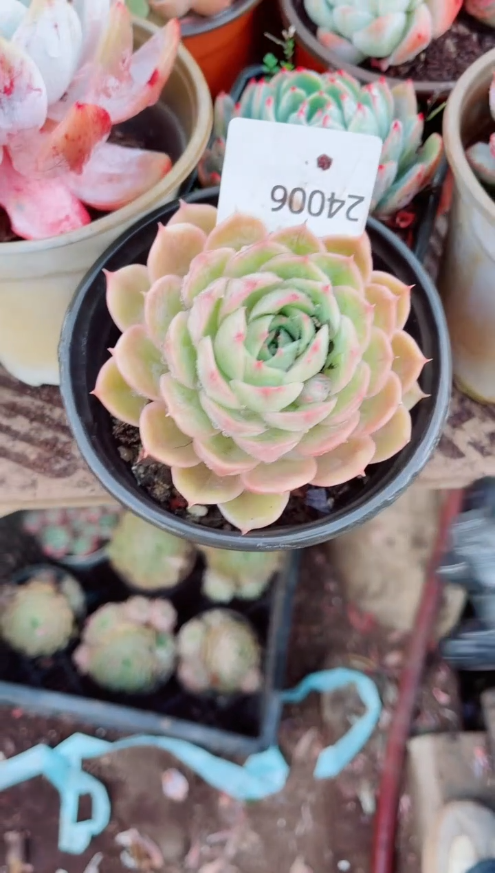 路***挽跃跃精品多肉24006