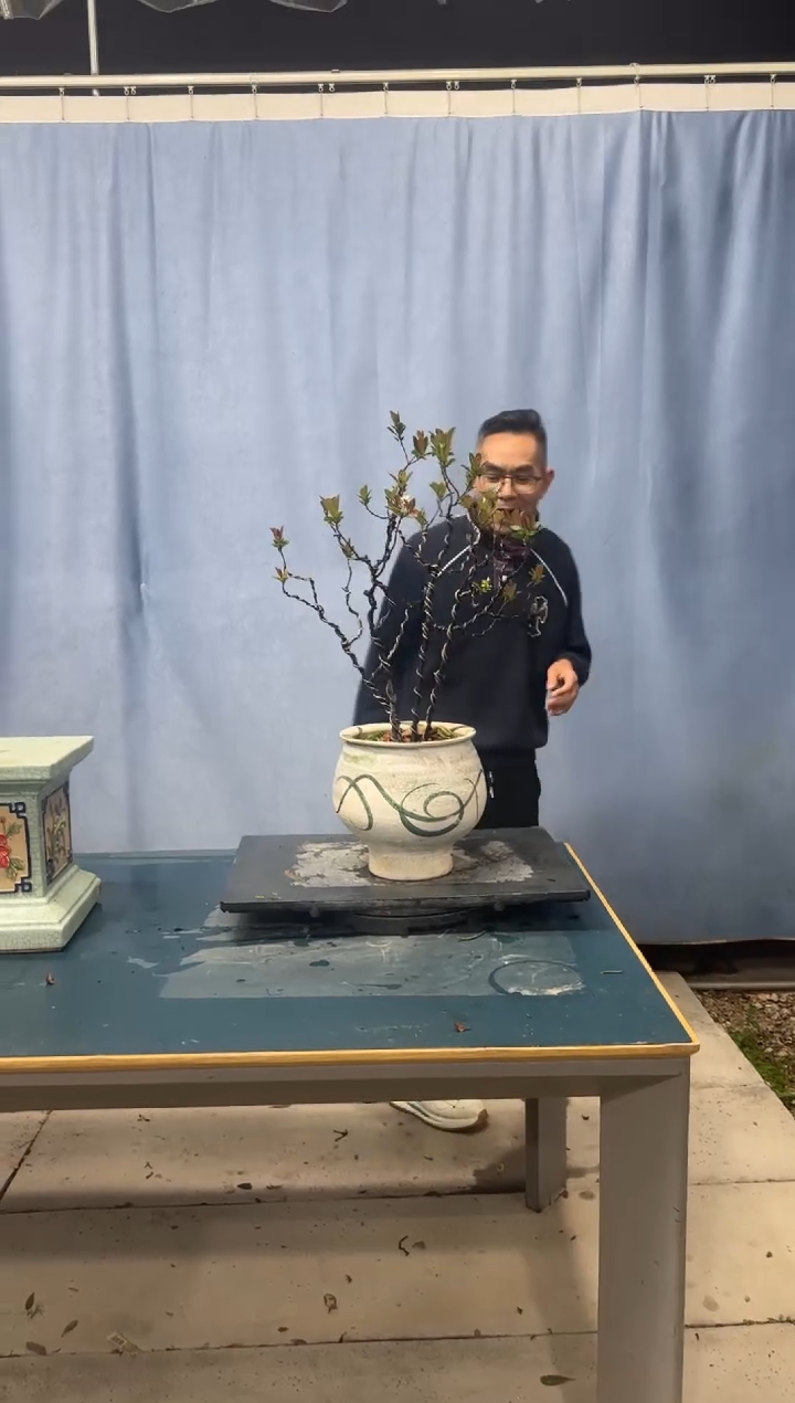 【闪购商品】盆景春花