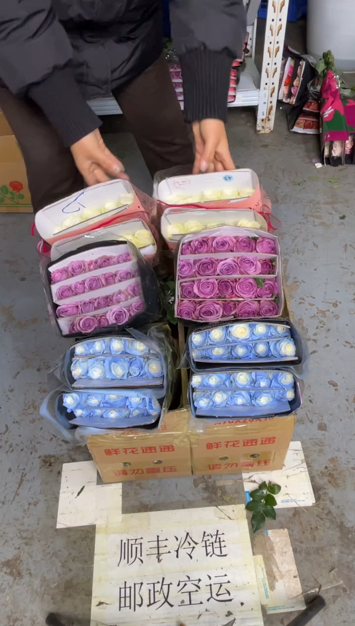 碎冰蓝20枝+紫霞20枝+骄傲20枝