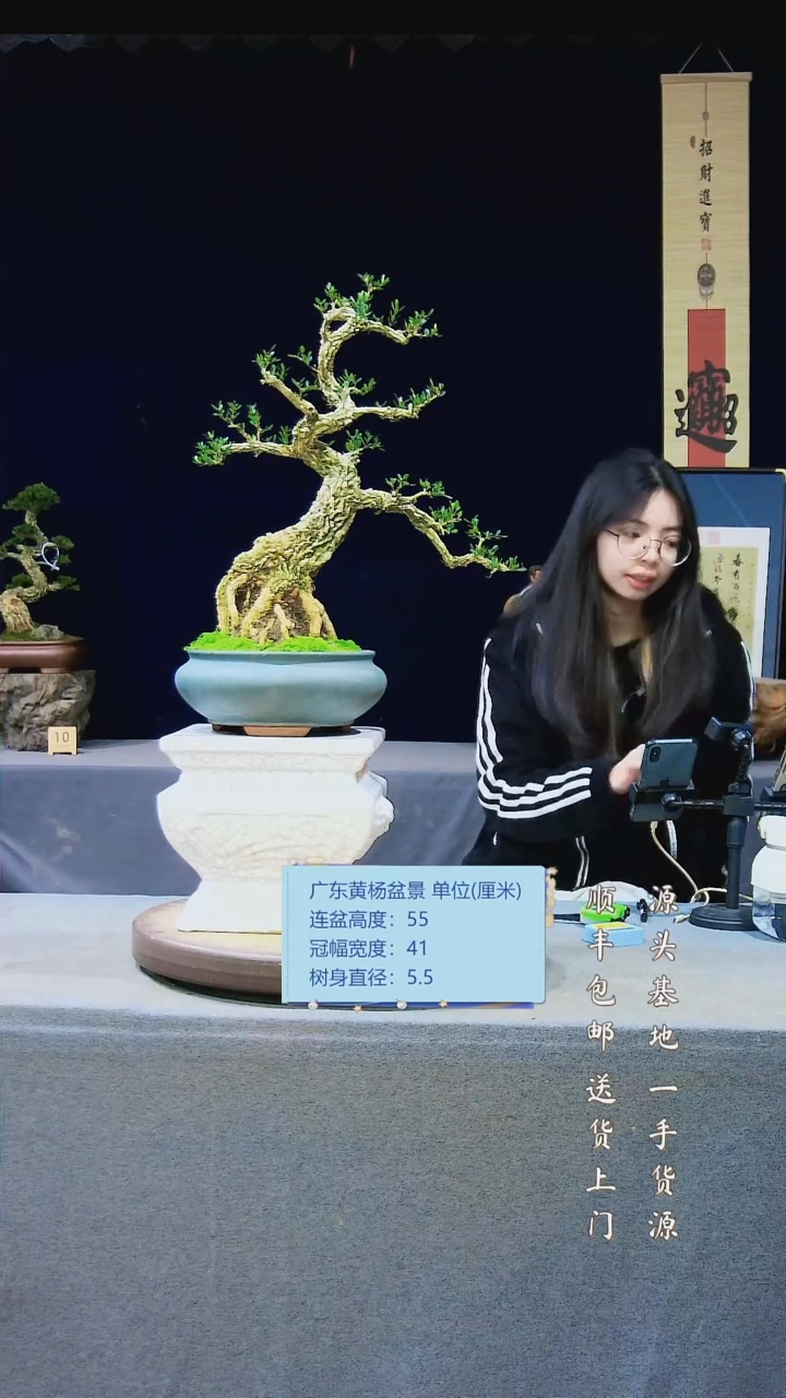 【闪购商品】雀舌黄杨盆景雀舌黄杨盆景