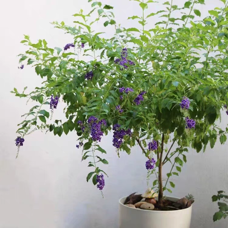 巧克力蕾丝金露盆栽花苗多年生木本花卉庭院阳台好养室内室外植物