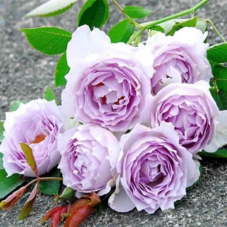 路西法中苗 日本月季 河本天堂系列 大花浓香 重瓣 庭院或阳台