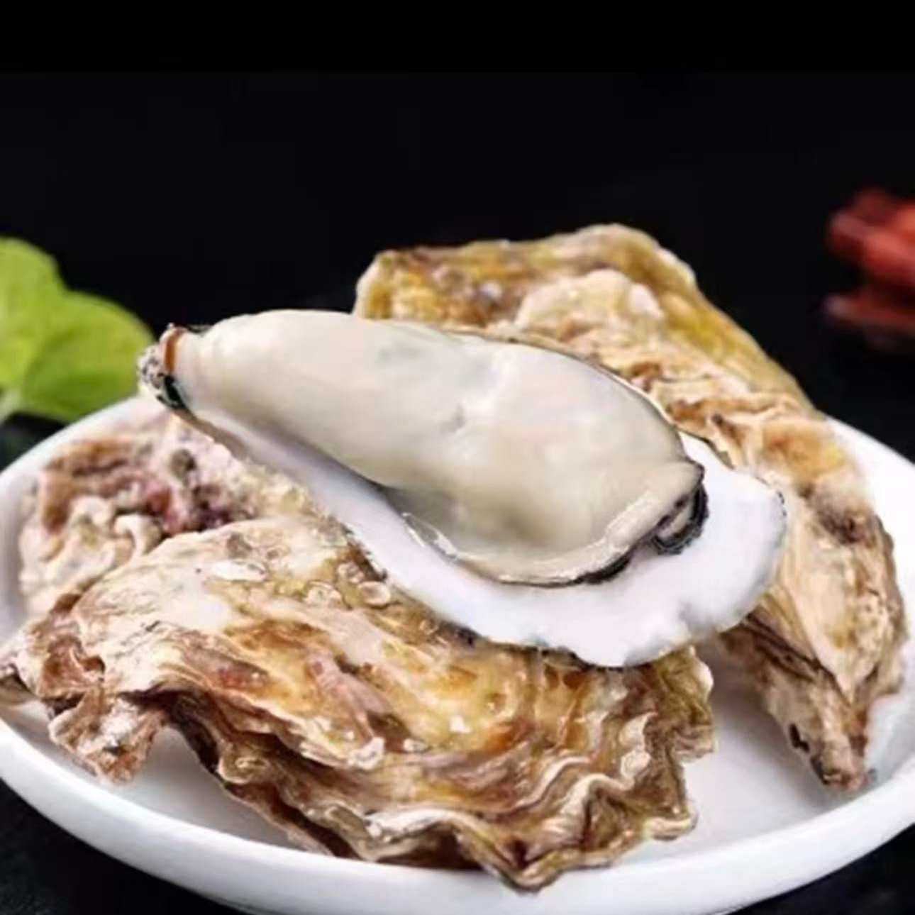 【活鲜】精品生蚝 海蛎子 4斤鲜嫩