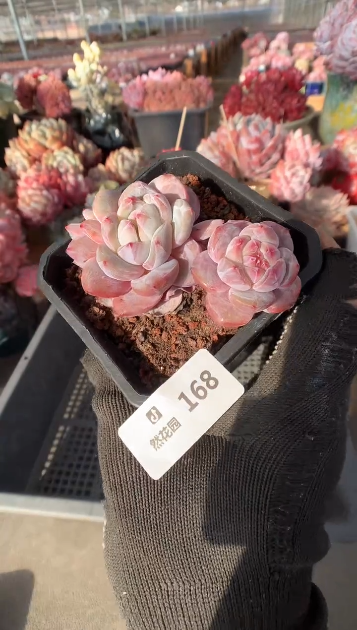 168星影多肉植物一物一拍