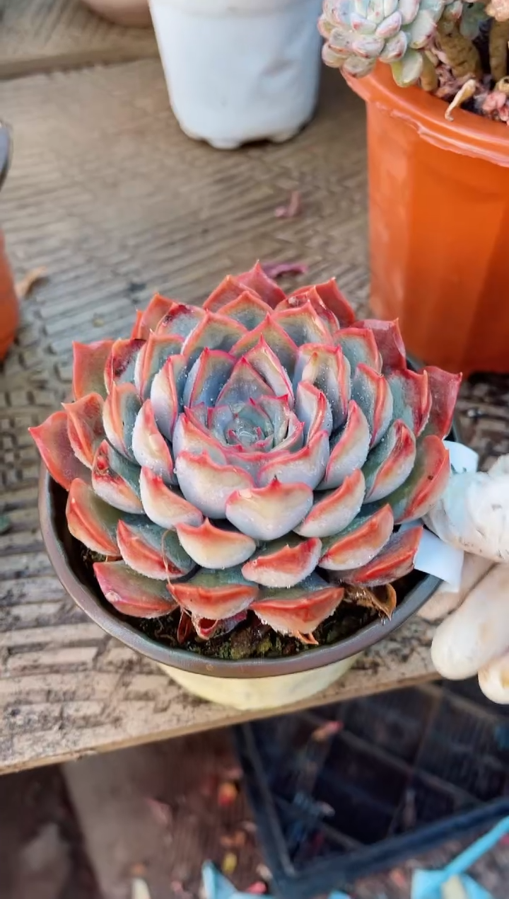 【闪购商品】23157