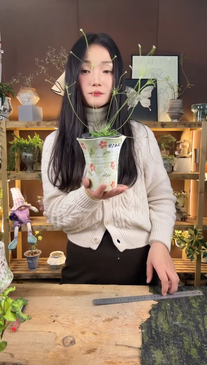 无花朵点帝梅加盆一套419