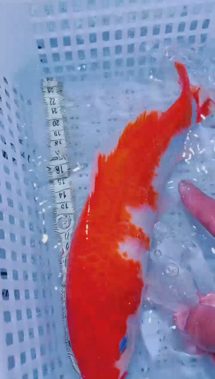 锦鲤血统锦鲤全场包邮35