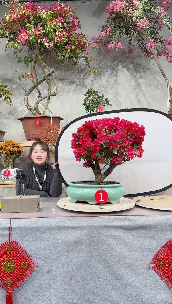 【闪购商品】盆景四季同安红