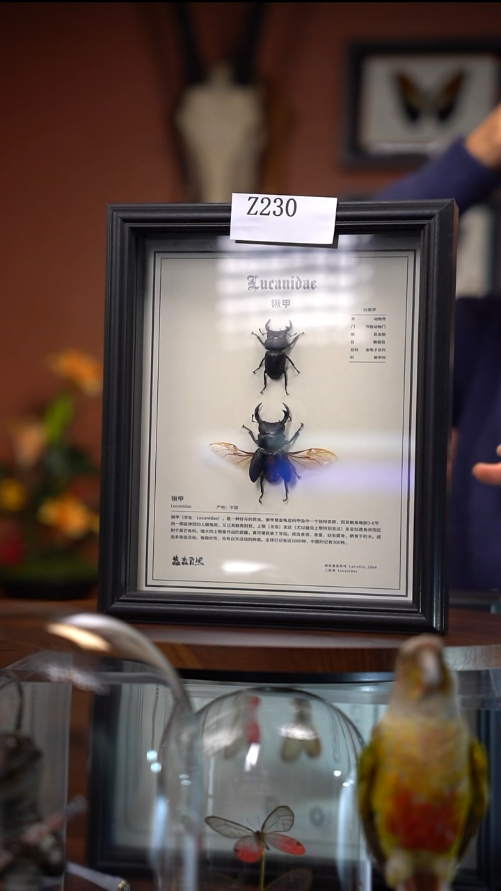 Z230   秋甲展翅组合