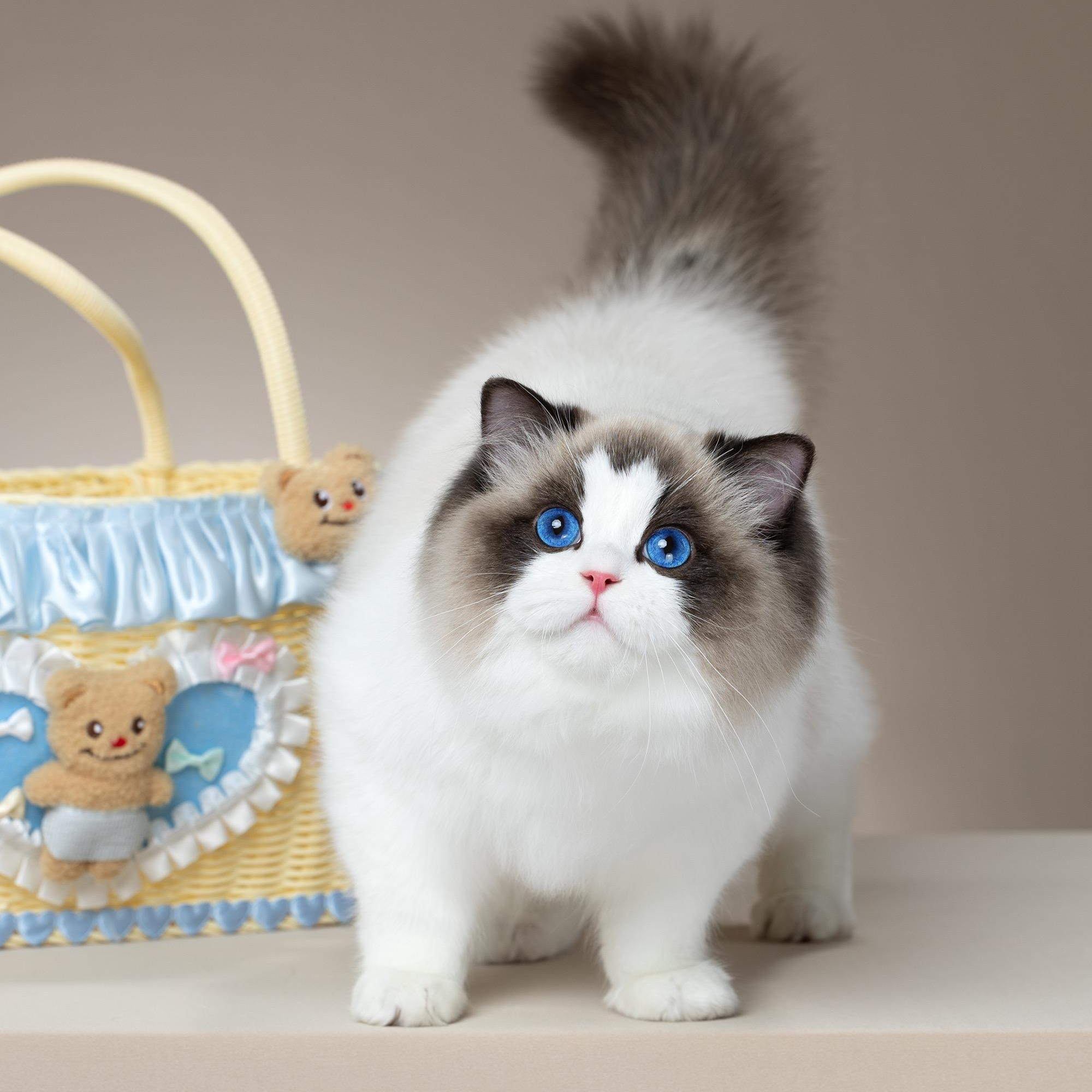 张宝彤布偶猫舍-小爱弟弟