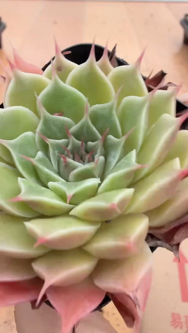 东云多肉园二店-164