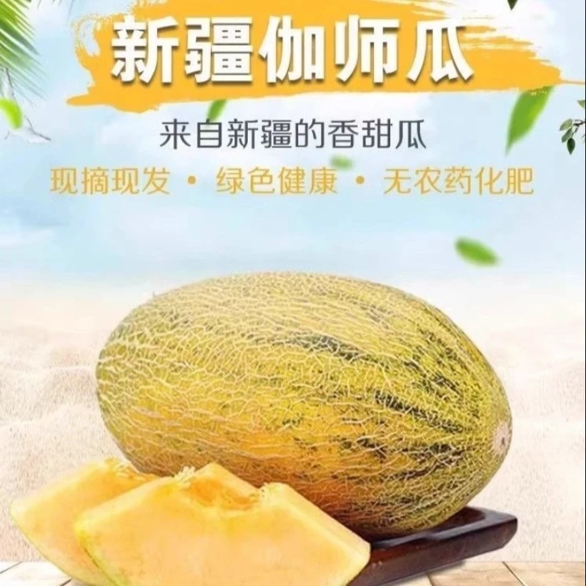 A【顺丰/京东陆运】新疆直发正宗伽师瓜八六王新鲜水果脆甜爽口