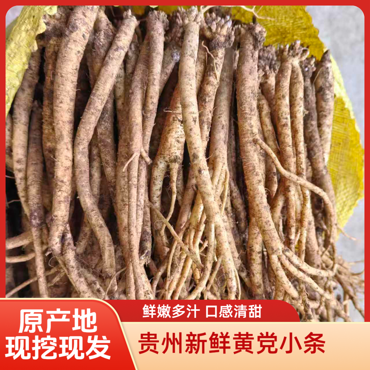 贵州高山原产地新鲜黄党参小条