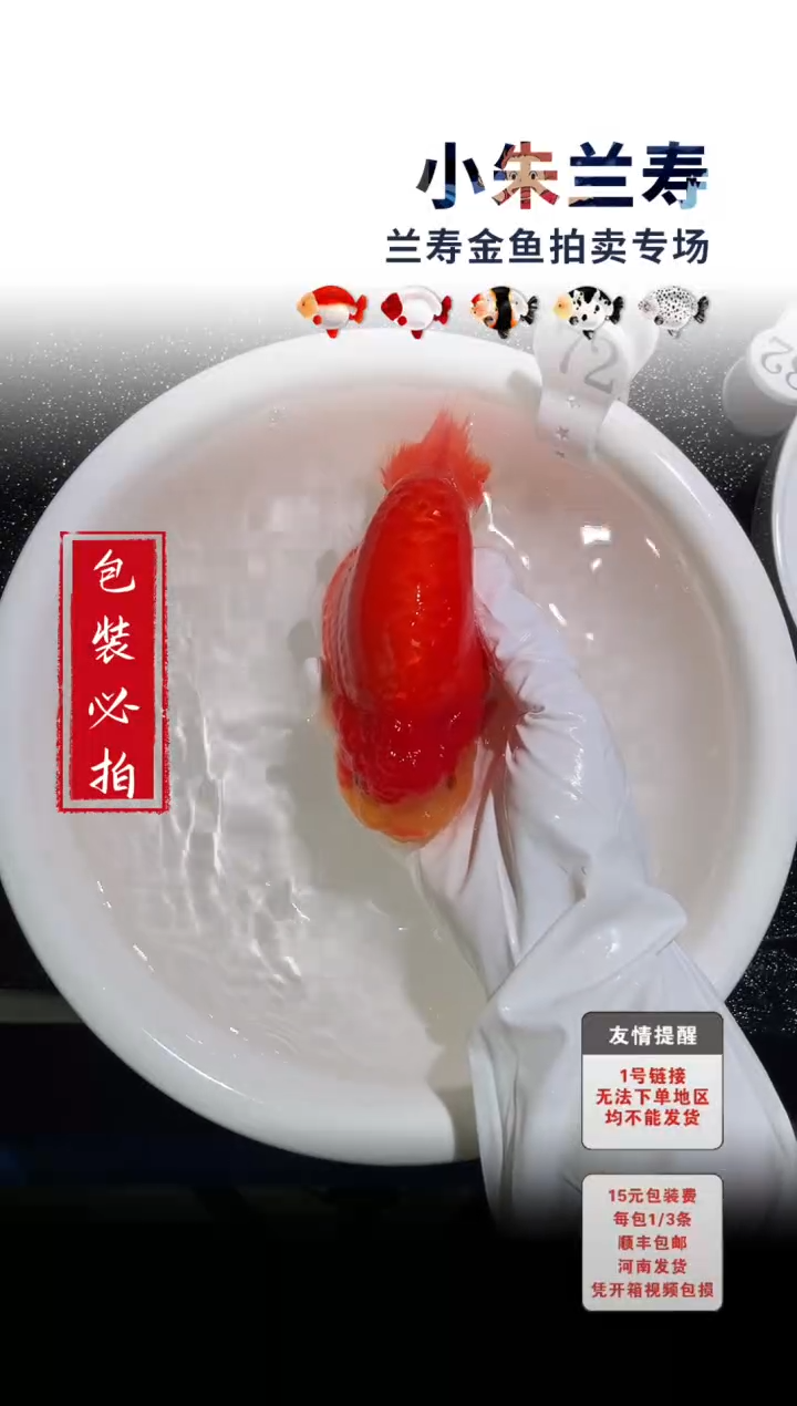 金鱼包装必拍未拍顺丰到付72号