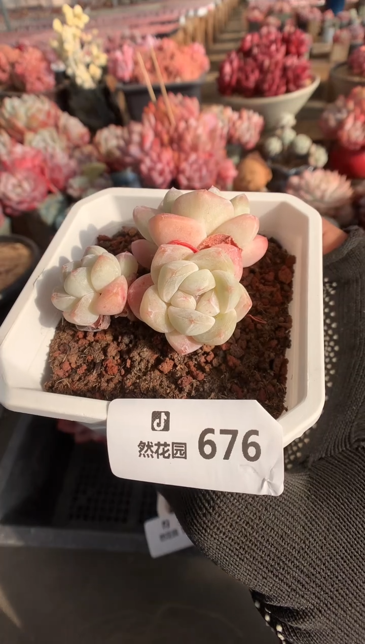 678冰玉多肉植物一物一拍