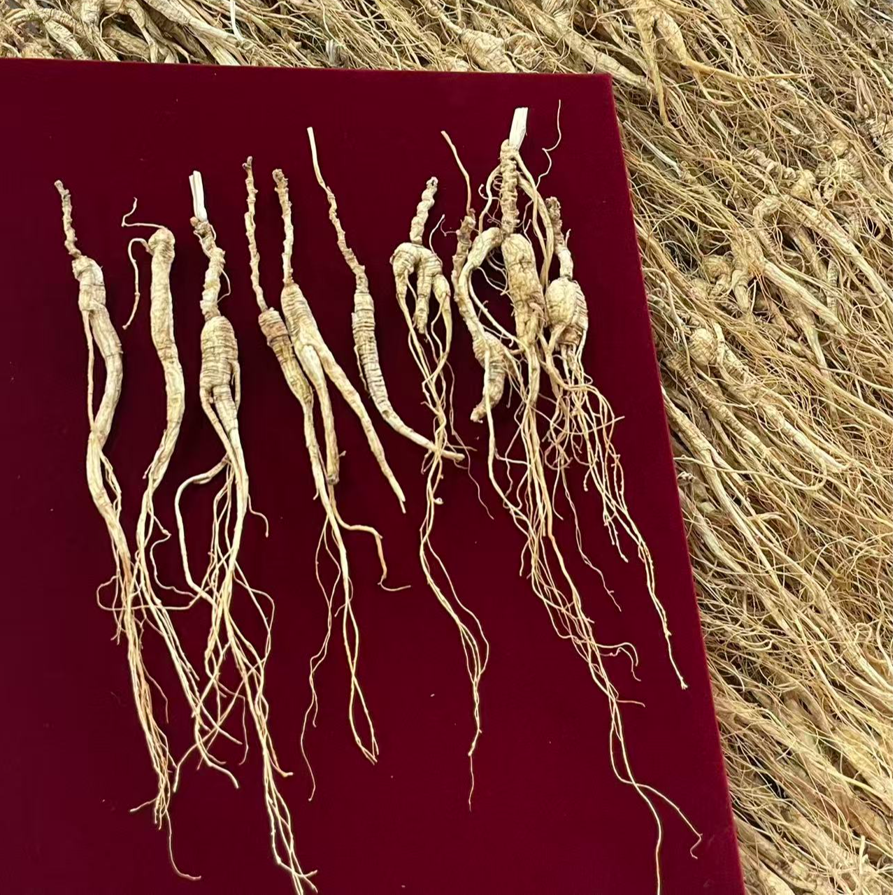 长白山林下小籽参【只限徐铭鸿粉丝专拍】