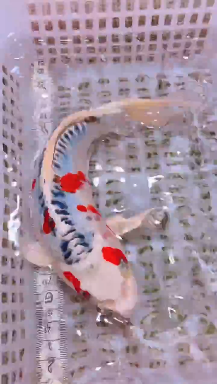 锦鲤冷水观赏鱼全场包邮108