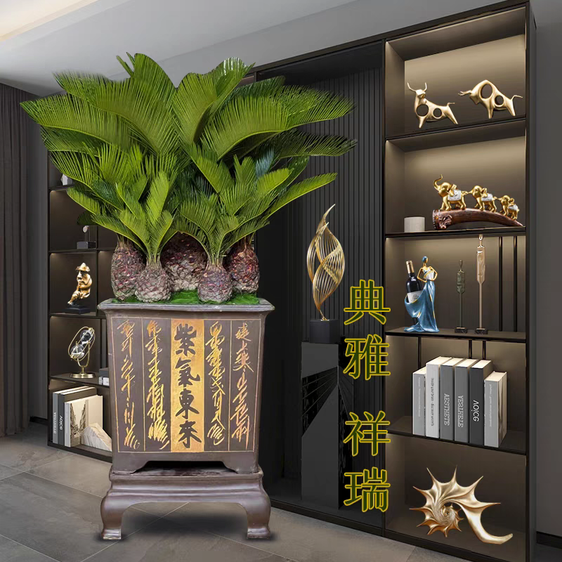 【玖佰园艺】铁树盆景客厅办公室书房阳台耐旱好养盆景直播一物一拍