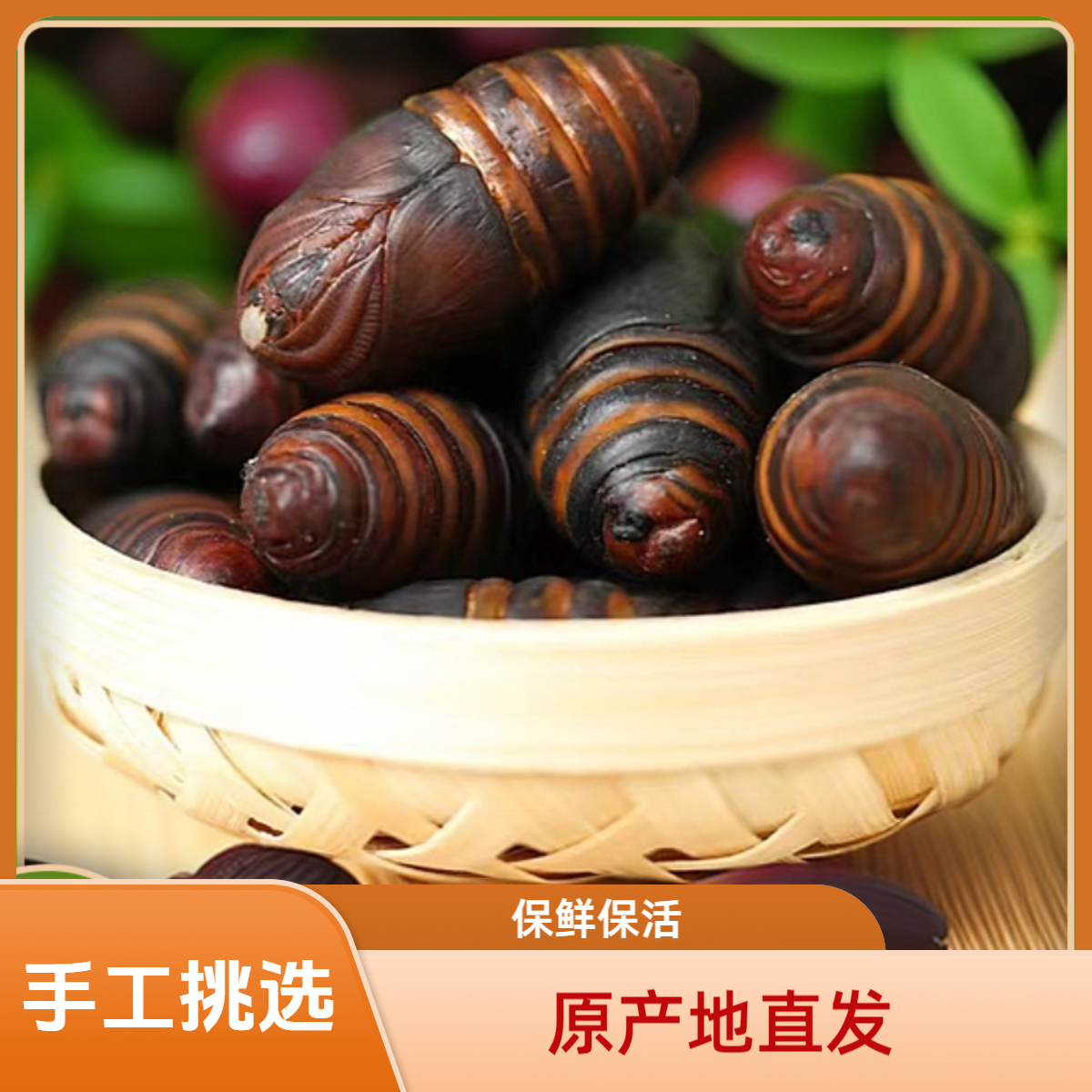 东北特产鲜活直发东北（黑蚕蛹）高蛋白营养老少皆宜