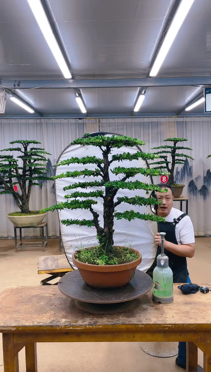 无花朵精品盆景  一物一拍