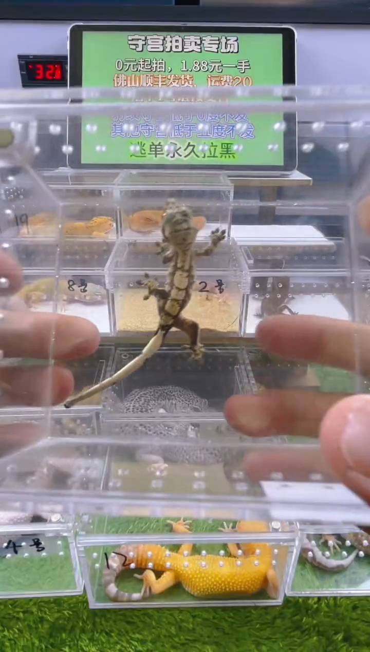 豹纹守宫可爱温顺好玩守宫迷人