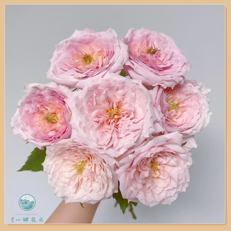 【兰小胖】精选A级-小粉兔玫瑰10枝(注意：特殊花材，收到带包装醒花)