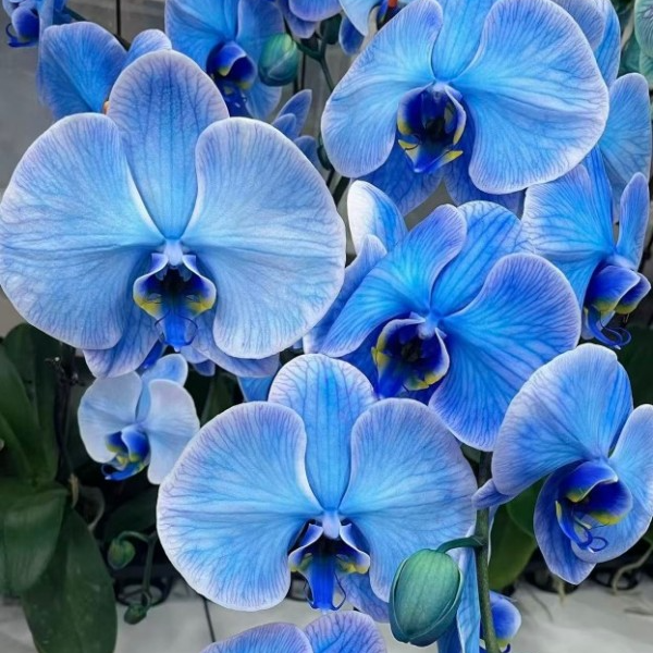 【马卡龙/午夜蓝】精品蝴蝶兰花室内阳台办公室高端花卉盆栽年宵花
