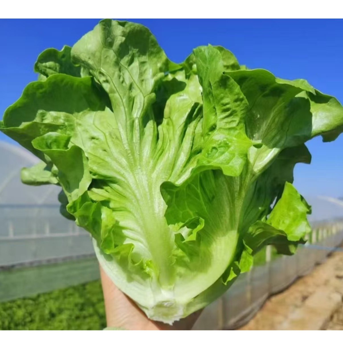 （顺丰）罗马生菜沙拉配菜火锅配菜汉堡配菜蚝油生菜等新鲜