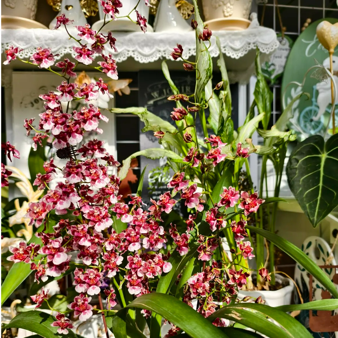 文心兰4支花剑及以上室内高端花卉盆栽