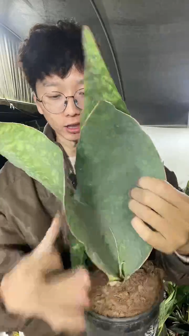 23号翡翠宝镜带盆土40