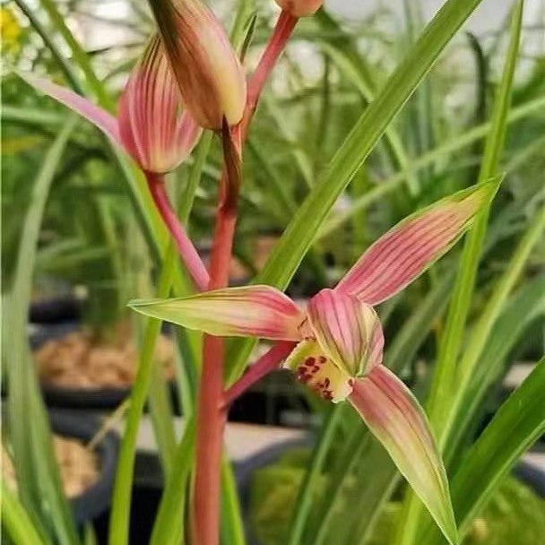  【桃花潭水】国兰兰花送春桃花潭水花艺双全