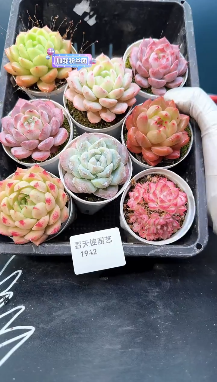 19   42  多肉8 颗 